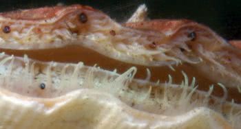 Scallops (Chlamys spp.)